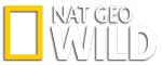 смотреть nat geo wild онлайн